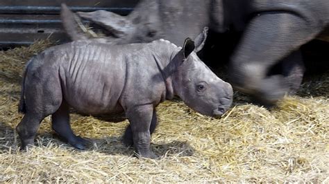 Nashorn Nachwuchs Fabiana Im Serengeti Park Geboren Ndr De