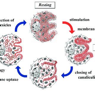 A A Representative Feature Of Rat Gastric Parietal Cell Processed By