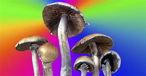 Magic Mushrooms Could Be The Key To Beating Depression Say Scientists