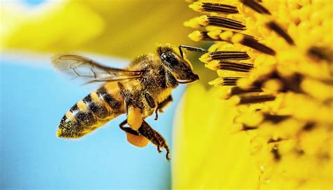 Team solves puzzle of when bees first evolved - Futurity