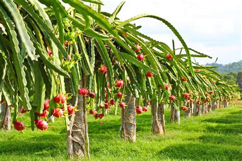 Dragon Fruit Plant Care: Guide On How to Grow Dragon Fruit