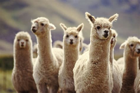 40 Adorable Alpaca Photos To Make You Smile Readers Digest