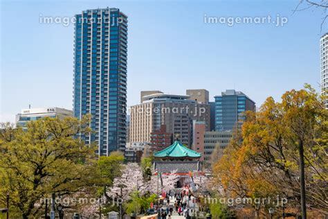 東京都台東区 上野公園の桜と街並みの写真素材 204606178 イメージマート