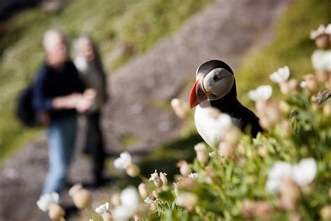 D Nde Ver Frailecillos Islandia Y Otros Lugares Del Mundo Traveler