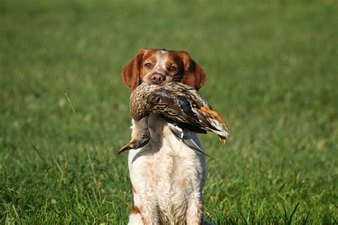 Der Jagdhund Club F R Bretonische Vorstehhunde