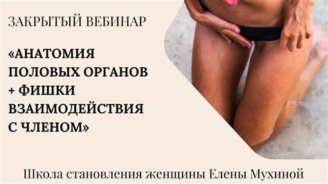 АНАТОМИЯ ПОЛОВЫХ ОРГАНОВ + фишки взаимодействия с членом - YouTube