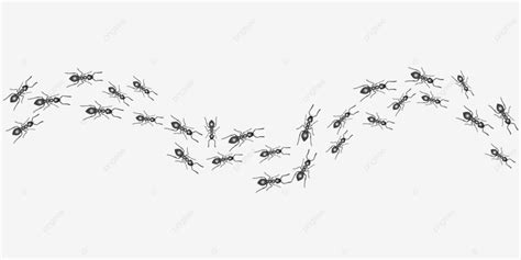 Ants Vector Art Png A Trail Of Ants Pest Along Line Png Image For Free Download