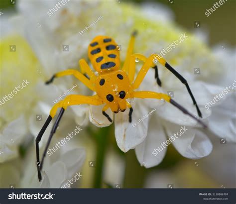 69 Eight Spotted Crab Spider Images, Stock Photos & Vectors | Shutterstock