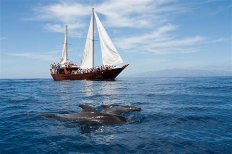 6 Best Whale Watching Tours in Tenerife, Canary Islands