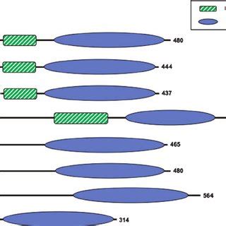 Examples of proteins containing Akt kinase domains identified across... | Download Scientific ...