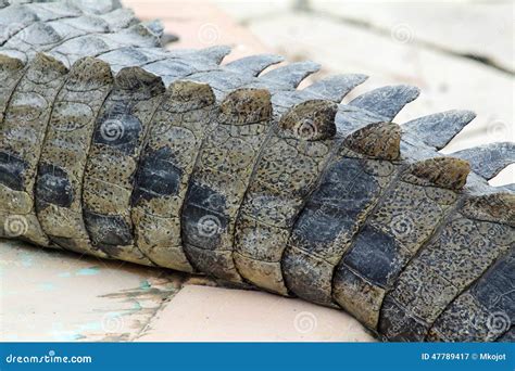 Alligator s tail stock image. Image of detail, animal - 47789417