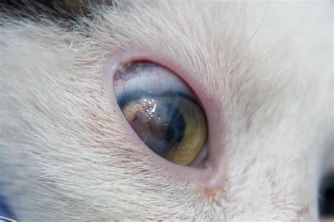 Corneal Ulcers In Cats Cat World