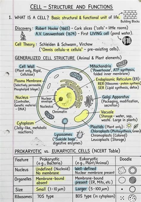 cell structure  functions diagram artofit
