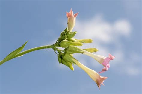 Nicotiana Tabacum Flower