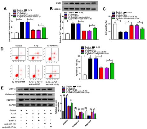 Tug1 Knockdown Promoted Viability And Inhibited Apoptosis And Cartilage