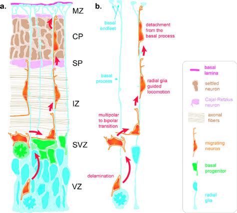 Radial Migration In The Developing Cortex A Radial Migration Relies