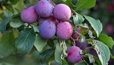 Calorías De Las Ciruelas Rojas Bekia Fit