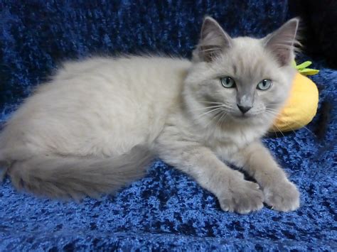 Current Ragdoll Kittens For Sale | Washington State