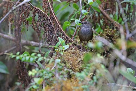 Pecahkan Rekor Dunia Dua Dekade Ditemukan 10 Spesies Burung Baru Di