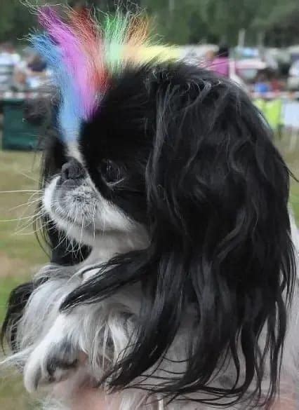 15 Best Pekingese Haircut Styles For 2021 | Japanese chin dog, Dog dye ...