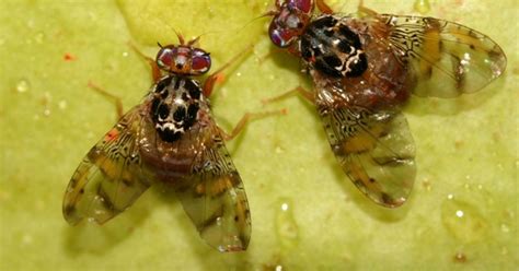 Qué dijo Guillermo Azin del ISCAMEN sobre la Mosca del Mediterráneo en