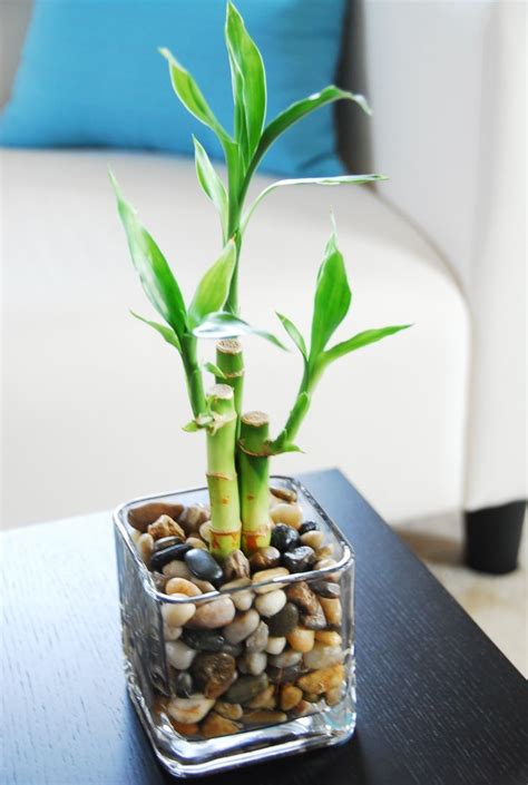 Indoor Bamboo Plant Care: How Often to Water - PlantHD