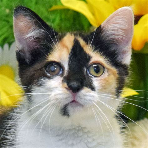 city of liberty animal shelter 12