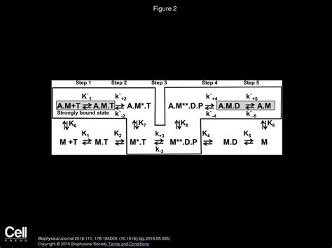 Macromolecular Crowding Modulates Actomyosin Kinetics - ppt download