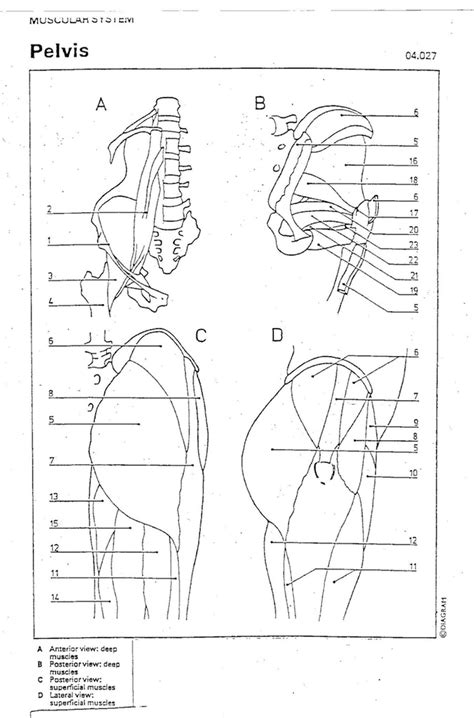 Anatomy Coloring Pelvis Pages Human Skeletal Features System Printable