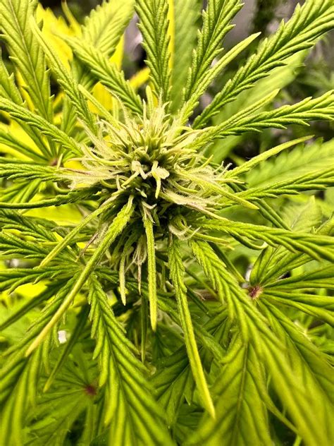 9 Best Autoflower Seeds: Top Autoflowering Picks for 2025