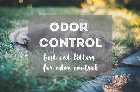 10 Best Cat Litters for Odor Control [By Price/Category] - The Fluffy Kitty