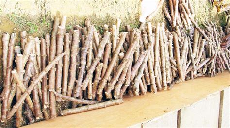 Semences De Manioc La Production Des Boutures La Voix Du Paysan