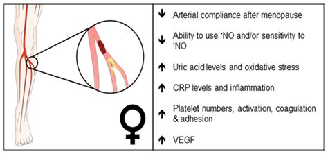 Ijms Free Full Text Sex Endothelial Cell Functions And Peripheral