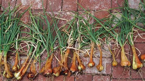 Growing Shallots in Containers