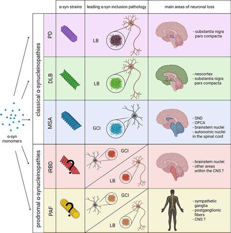 Frontiers The Concept of α Synuclein Strains and How Different