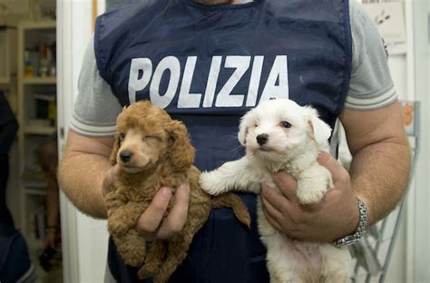 Traffico Illegale Di Cuccioli Di Cane Intercettato Dalla Polstrada