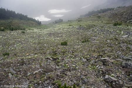 Ranunculion Crenati FloraVeg EU