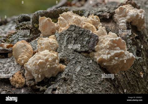 Tiered Tooth Hericium Cirrhatum Fungus Growing On Fallen Beech New