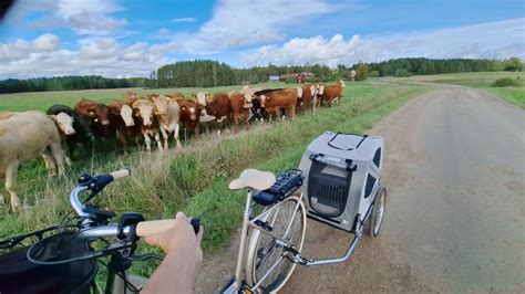 Vanlifecattis Min F Rsta Elcykeltur Med Sl Pvagnen P Youtube