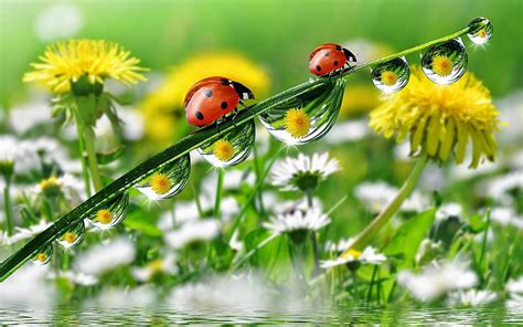 Hd Wallpaper Morning Dew Drops Grass With Water Ladybug Yellow Meadow