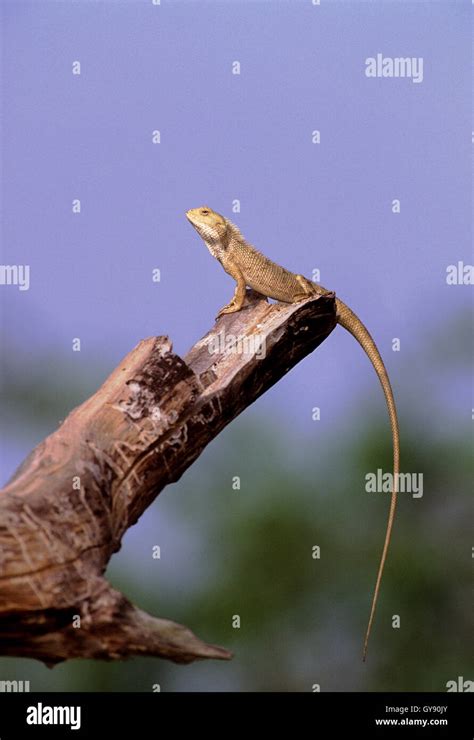 Indian Garden Lizard Calotes Versicolor Stands On Branch Bathing In