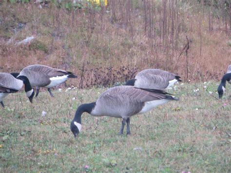 Closeup of a Goose Free Photo Download | FreeImages