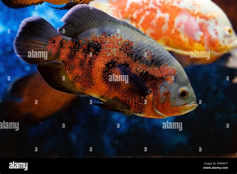oscar fish