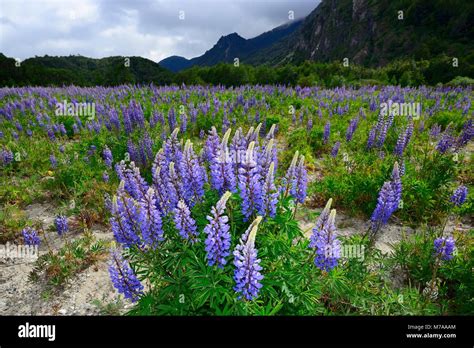 Purple Flowering Lupins Lupinus Near Bahia Murta Also Puerto Murta