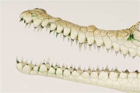 Freshwater Crocodile Crocodylus Johnstoni Joel Sartore