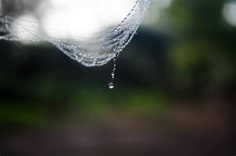 Free Images Water Nature Branch Drop Dew Light Sunlight Leaf