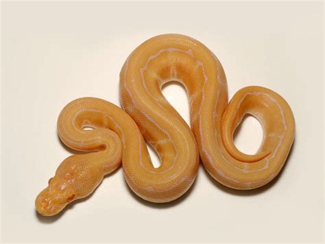 Morph List World Of Ball Pythons