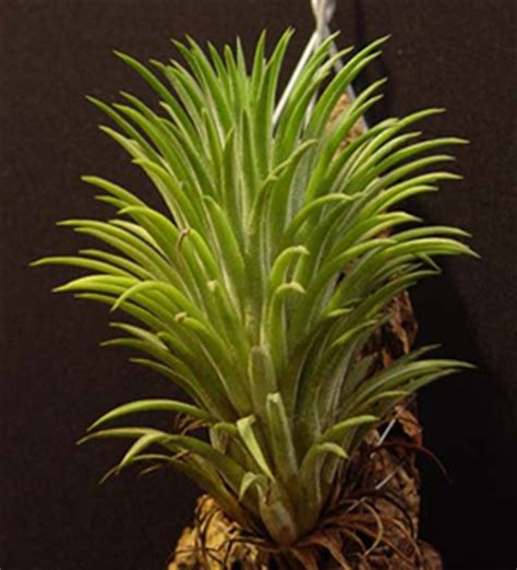 Tillandsia ionantha - OrchidWeb