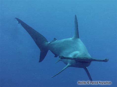 Requin Marteau Commun Sphyrna Zygaena BioObs