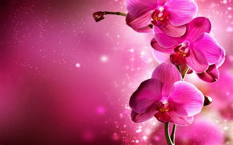 Phalaenopsis Orchid Flowers Hd Wallpaper | Metro Wallpapers